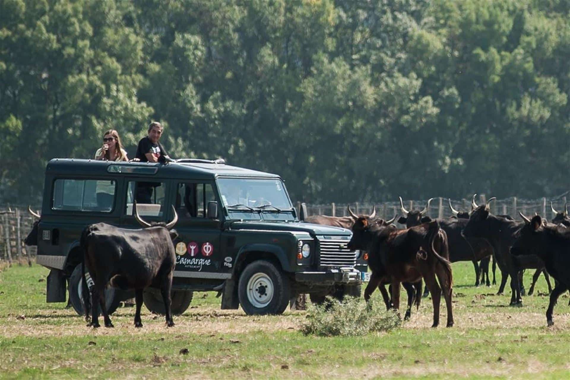 camargue-autrement-incentive-animations-vtt-4x4-sauvage-et-beau