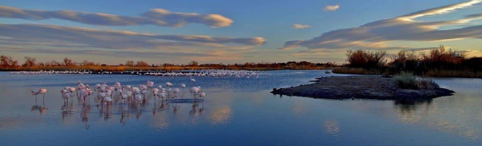 camargue-autrement-seminaires-de-caractere-nature camargue-autrement-seminaires-de-caractere-nature