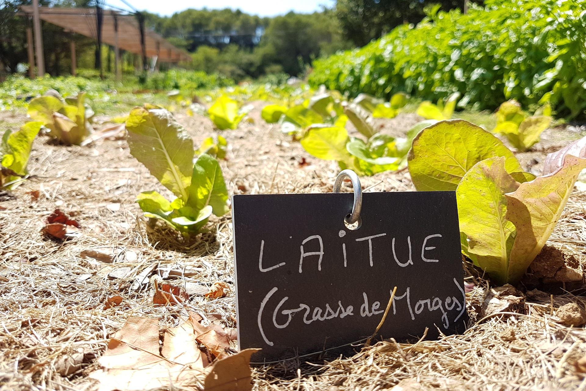 domaine-de-fontenille-luberon-provence-potager-seminaires-de-caractere