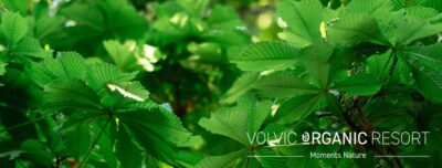 vor